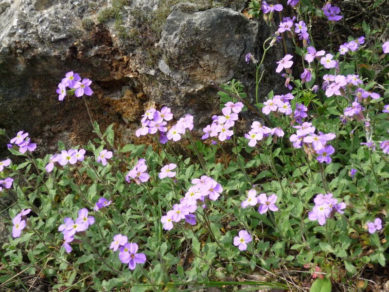 Aubrieta thessala (Balcan endemic)?